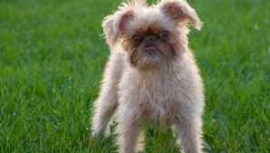 Plemeno belgické griffon: popis a charakteristiky